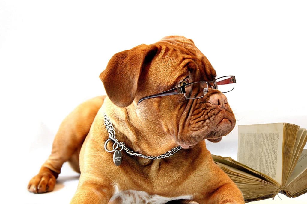 Eine Bulldogge mit Brille auf der Nase wird dargestellt.